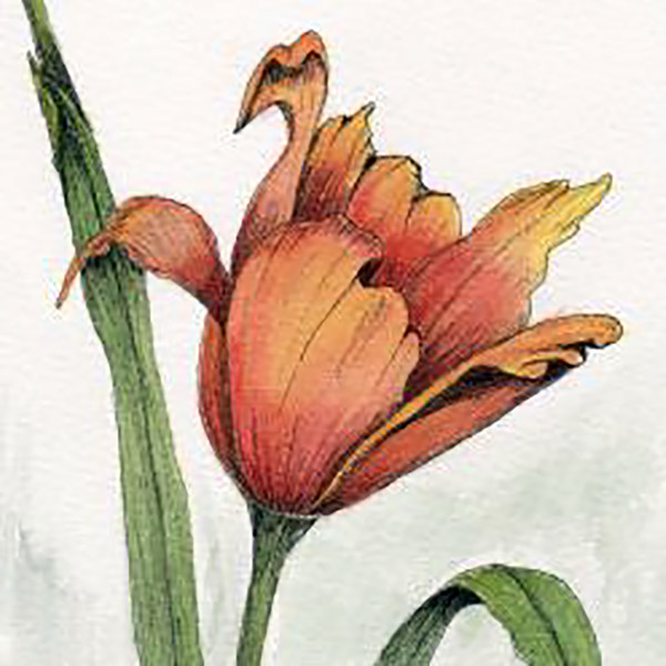 FEBRUARY 7-28 | Pen and Ink Classes with Dianne Darch