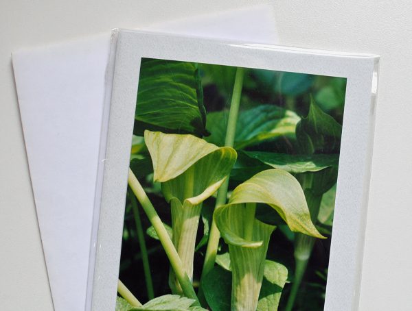 Jack-In-The-Pulpit – Photo Card