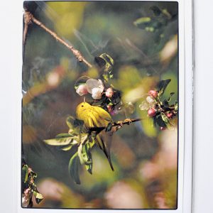 Yellow Warbler in wild apple blossoms – Greeting Card