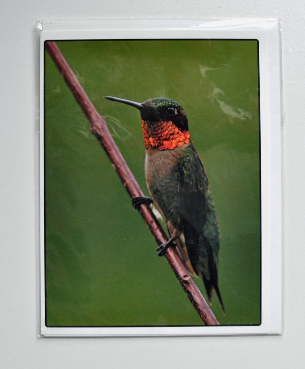 Humming Bird – Greeting Card