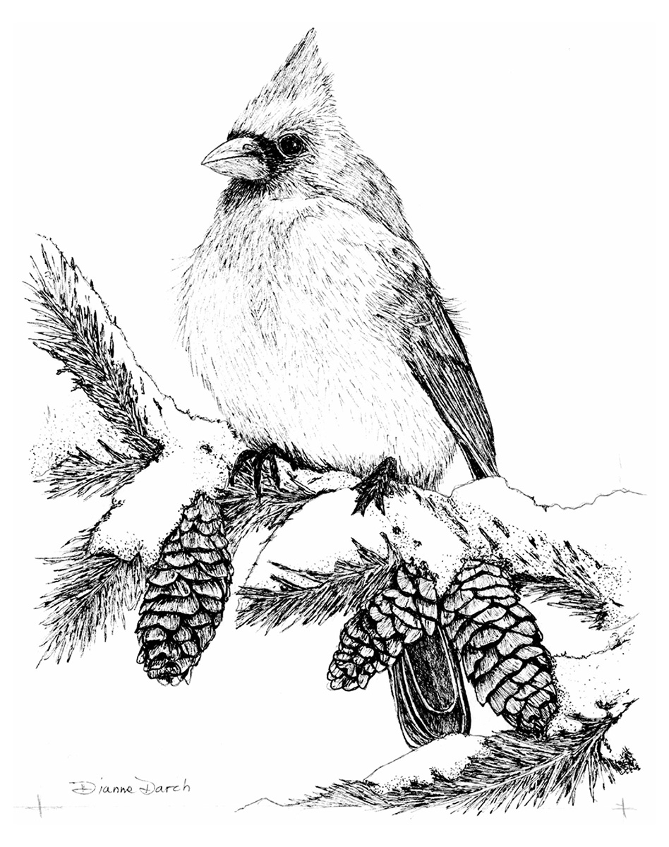 Pen and Ink Winter Jay with Dianne Darch
