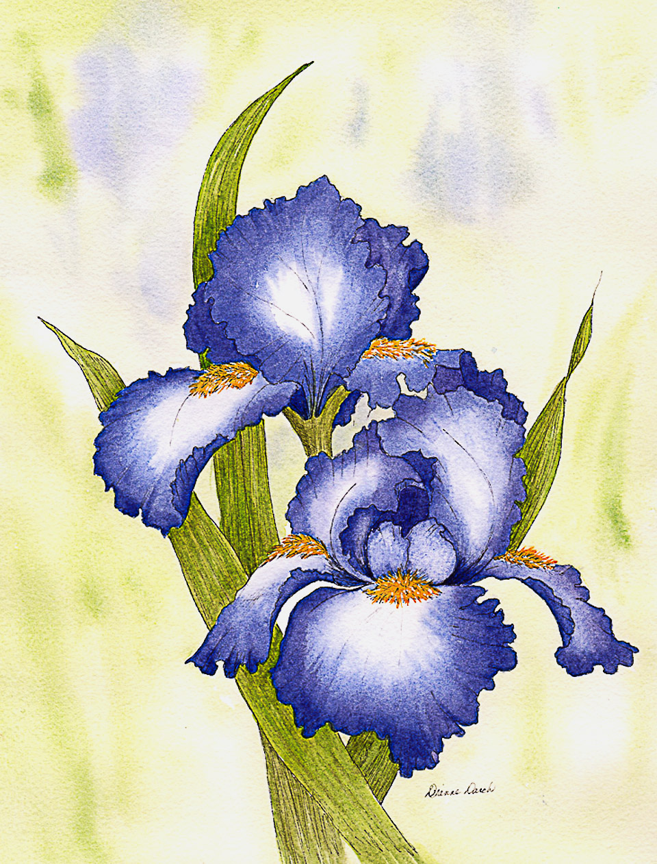 Pen and Ink with Dianne Darch - on Zoom - "Iris"