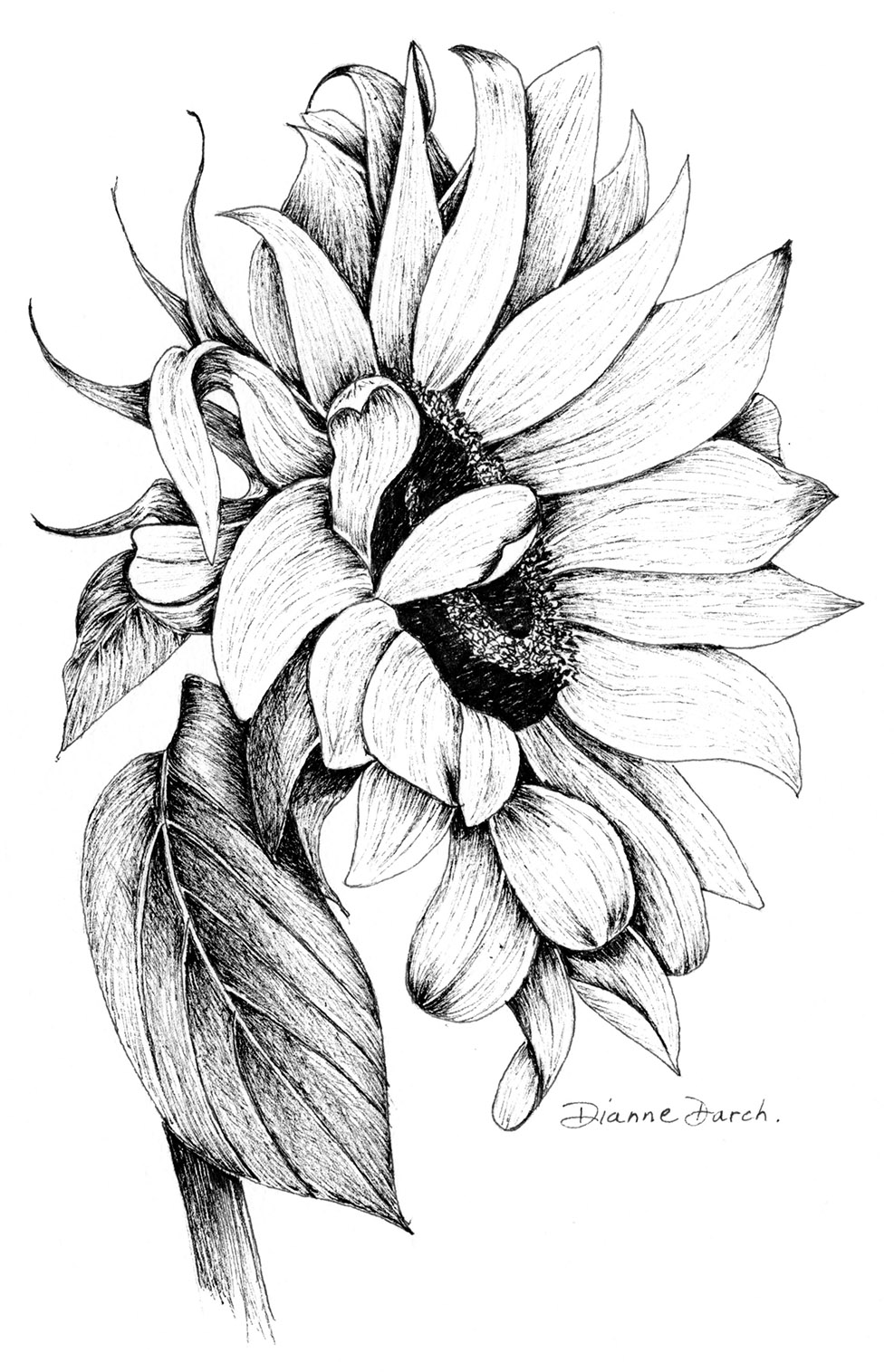 Pen and Ink with Dianne Darch
